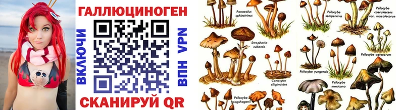 Галлюциногенные грибы Psilocybine cubensis  omg рабочий сайт  Сасово  закладки 